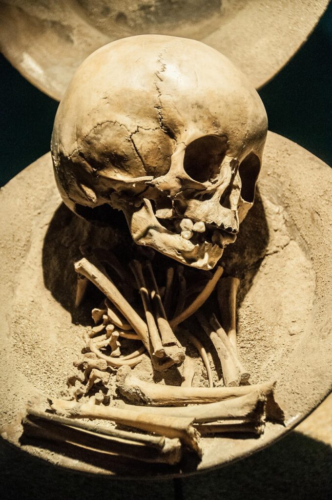 skeleton, skull museum, bones, mexico, museum, tomb, bury, dead, skull, bone, femur