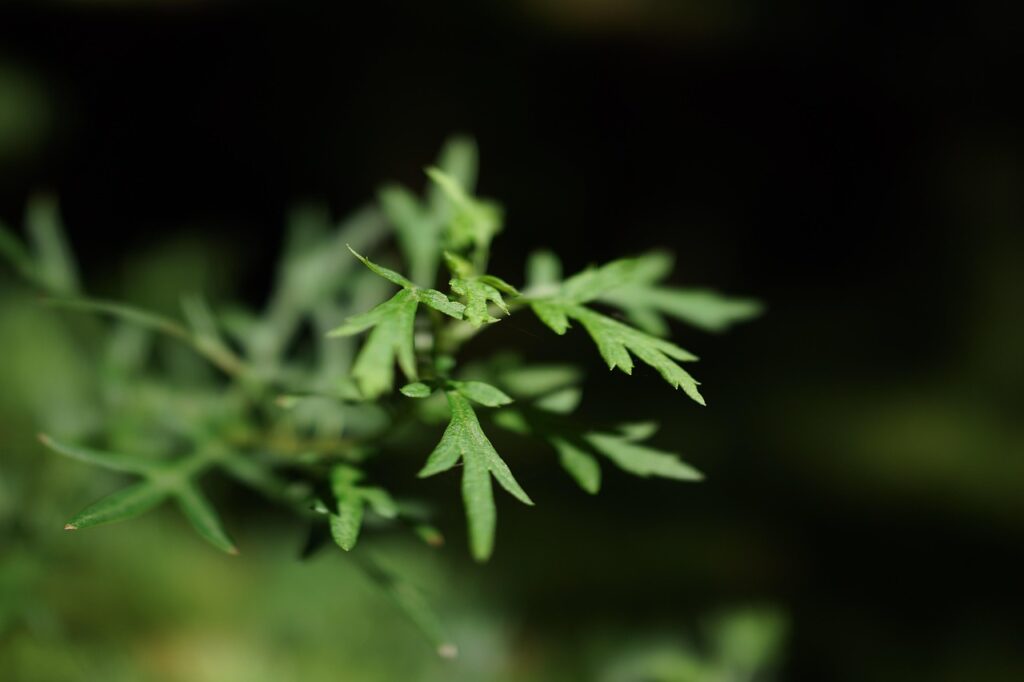 australian fauna, plant, nature, tropical jungle