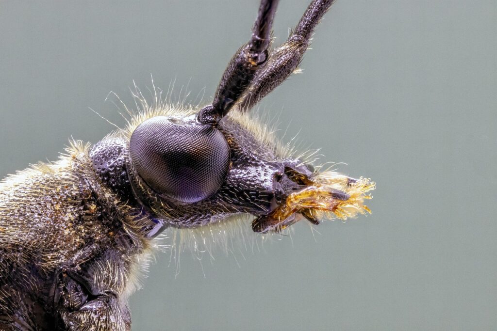 beetle, insect, bug, spotted-longhorn, macro, eyes, nature, beetle, beetle, beetle, beetle, beetle, bug