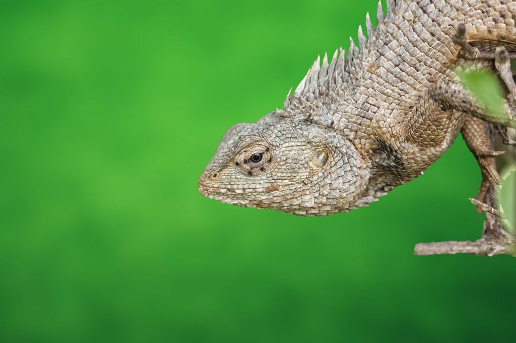 reptiles, reptilelover, lizard, gecko, pets, nature, wildlife, herpetology, animal