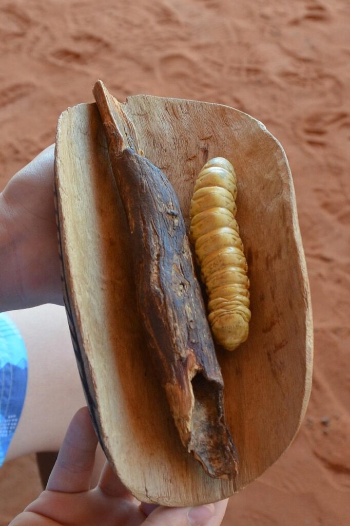 desert bush tucker, bushtucker, food, witchetty grub, aboriginal, native, australian, witchetty grub, witchetty grub, witchetty grub, witchetty grub, witchetty grub, aboriginal, aboriginal, aboriginal