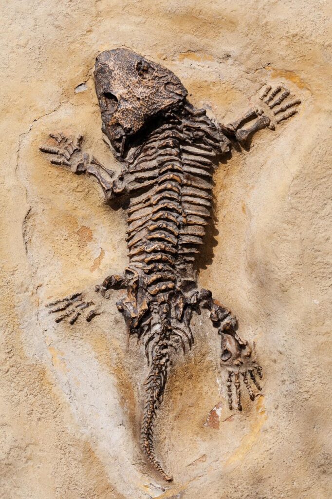 dinosaur, lizard, fossil, old, ancient, stone, nature, rock, geology, paleontology, fossilized, evolution, detail, prehistoric, structure, bones, brown rock, brown dinosaur, brown stone, dinosaur, fossil, fossil, fossil, fossil, fossil