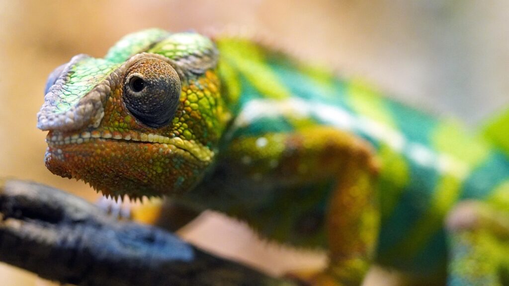 reptile, chameleon, animal, biological diversity, wildlife, nature, biodiversity, animal portrait, portrait, schuppenkriechtier, chameleon, chameleon, chameleon, nature, biodiversity, biodiversity, biodiversity, biodiversity, biodiversity