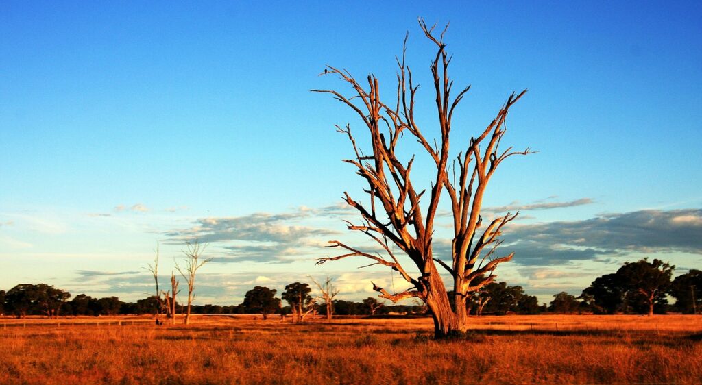 tree, nature, outback, australia, dry
