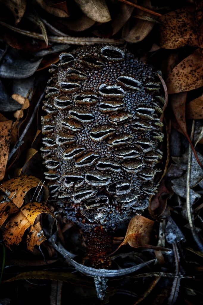banksia, australian, flora, native, plant, nature, botany, tree, cone, wildflower