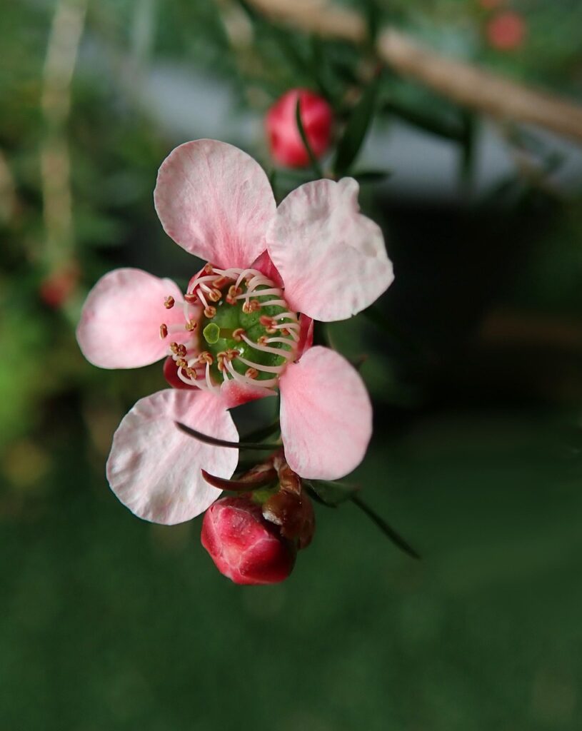tea tree, flower, flower wallpaper, australian, native, flower background, plant, beautiful flowers, nature, garden