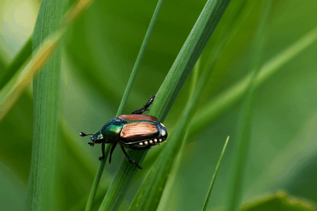 japanese beetle, beetle, insect, popillia japonica, bug, scarab, nature, japanese beetle, japanese beetle, japanese beetle, beetle, beetle, beetle, beetle, beetle