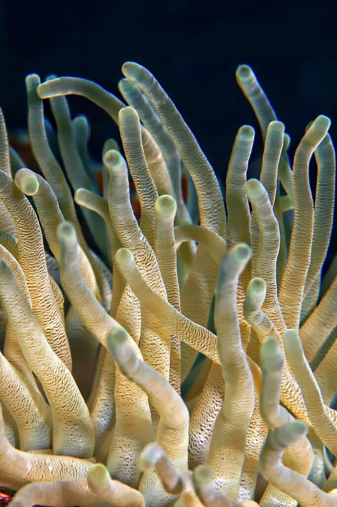 plant, coral, underwater, ocean, sea, coral reef, flora, nature, closeup, coral, coral, coral, coral, coral, coral reef, coral reef