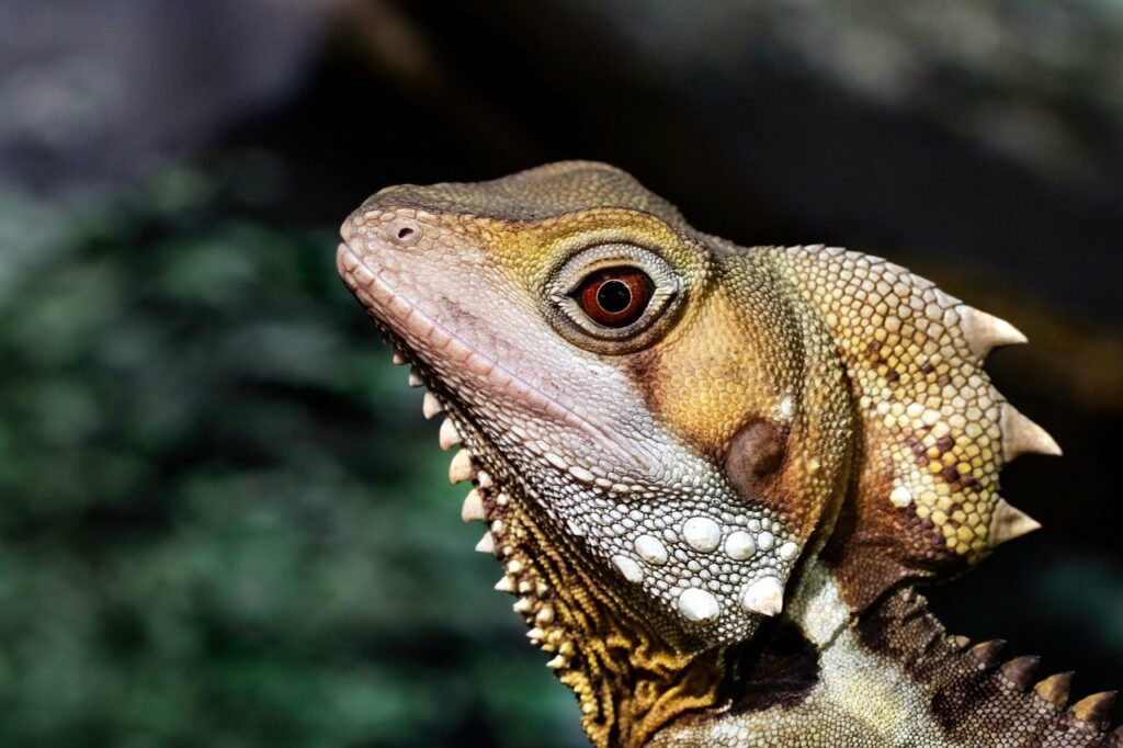 dragon, boyds forest dragon, lizard, animal, reptile, australian lizard, australia, nature, koala gardens