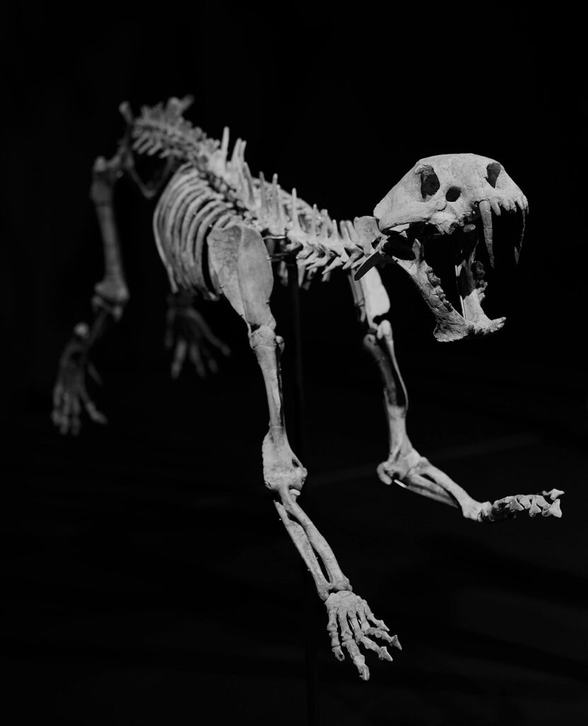 skeleton, fossil, sabre teeth, feline, teeth, carnivorous